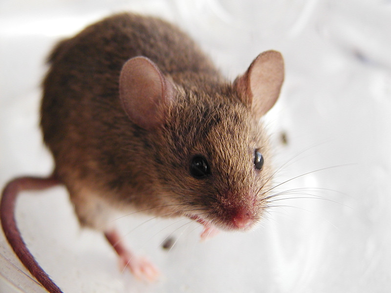 家ネズミの特徴と習性 イタチネズミハチ撃退マニュアル