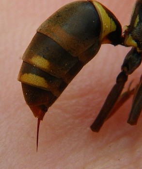 刺す蜂と刺さない蜂の違い 蜂によく似た昆虫 イタチネズミハチ撃退マニュアル