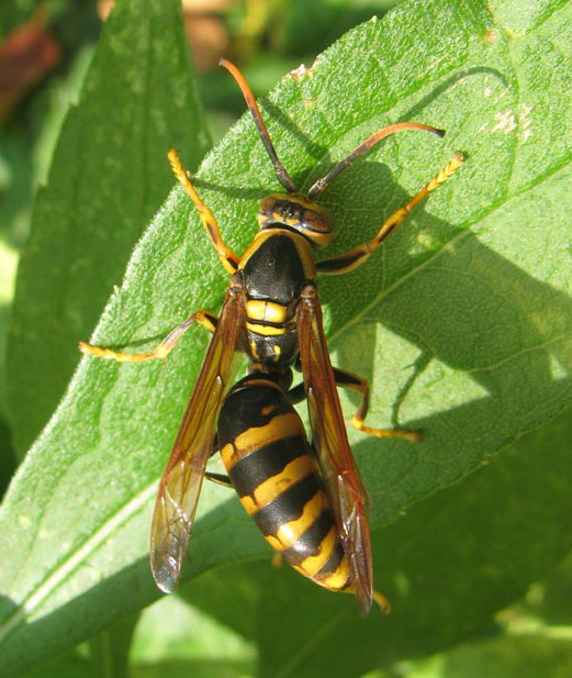 刺す蜂と刺さない蜂の違い 蜂によく似た昆虫 イタチネズミハチ撃退マニュアル