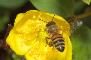 ミツバチ画像