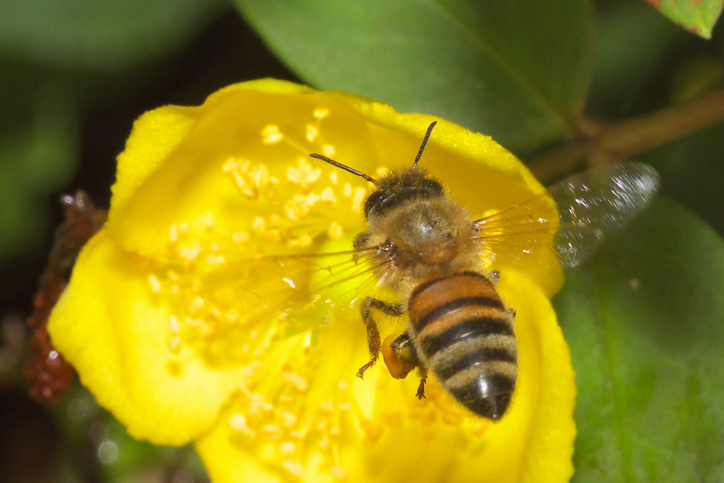 ミツバチについて イタチネズミハチ撃退マニュアル