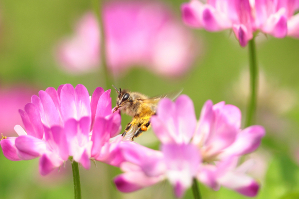 人間界に重要な働きをもたらすミツバチの生産物 イタチネズミハチ撃退マニュアル